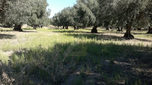 Πωλείται μονοκατοικία στον Κάμπο Αντίσσης Λέσβου.
