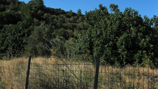 Πωλείται παλιό σπιτάκι με οικόπεδο στο Λισβόρι Λέσβου.