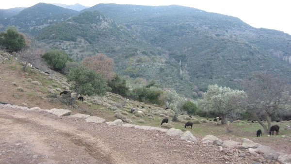 Πωλείται βοσκότοπος στην Κλειώ Λέσβου.