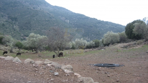 Πωλείται βοσκότοπος στην Κλειώ Λέσβου.