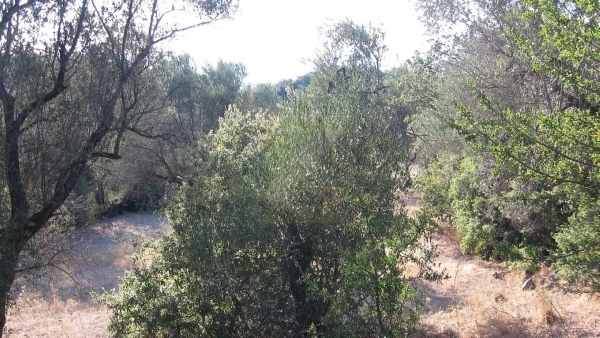 Πωλείται χωράφι στο Λισβόρι Λέσβου.