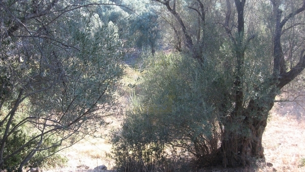 Πωλείται χωράφι στο Λισβόρι Λέσβου.