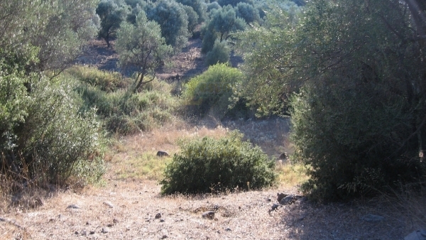 Πωλείται χωράφι στο Λισβόρι Λέσβου.