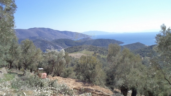 Πωλείται ελαιώνας στον Αύλωνα Λέσβου.