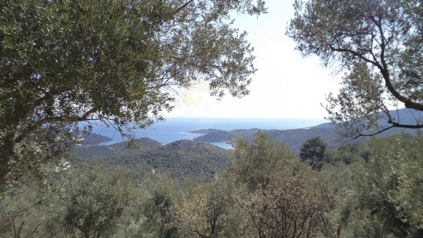 Πωλείται ελαιώνας στον Αύλωνα Λέσβου.