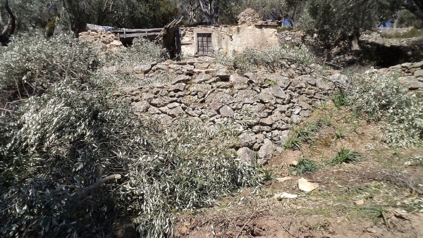 Πωλείται ελαιώνας στον Αύλωνα Λέσβου.