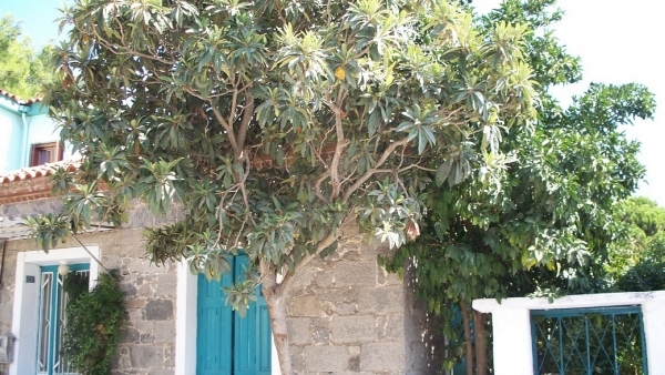 Πωλείται οικία στα Αριανά Καλλονής Λέσβου.