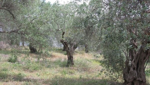 Πωλείται οικόπεδο στον Παππάδο Γέρας Λέσβου. Πωλείται οικόπεδο στον Παππάδο Γέρας Λέσβου.