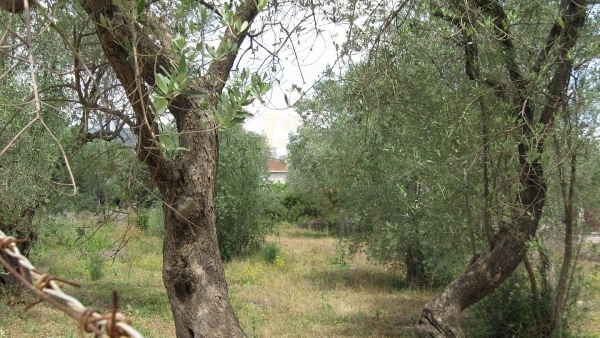 Πωλείται οικόπεδο στον Παππάδο Γέρας Λέσβου. Πωλείται οικόπεδο στον Παππάδο Γέρας Λέσβου.