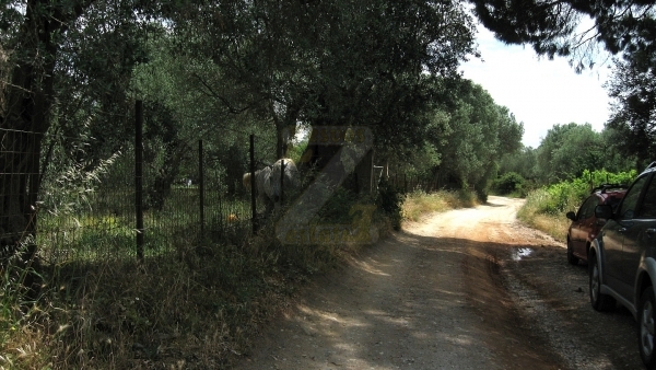 Πωλείται οικόπεδο στον Παππάδο Γέρας Λέσβου. Πωλείται οικόπεδο στον Παππάδο Γέρας Λέσβου.