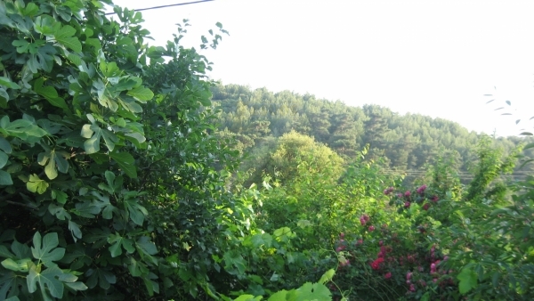 Πωλείται μονοκατοικία στο Μεγαλοχώρι Λέσβου.