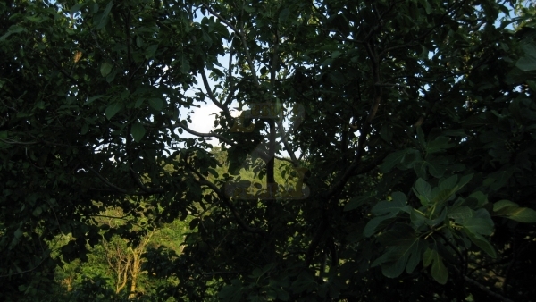 Πωλείται μονοκατοικία στο Μεγαλοχώρι Λέσβου.