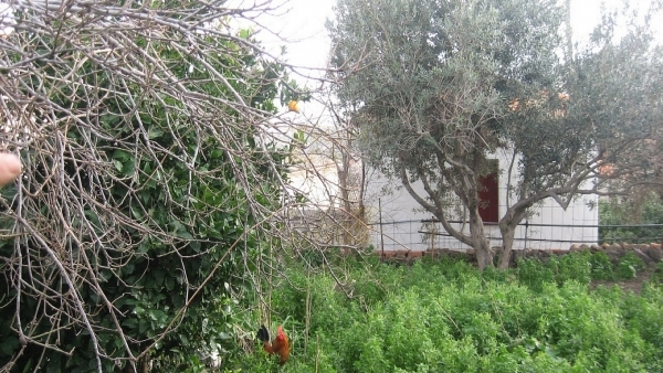 Πωλείται παλαιά μονοκατοικία στην Ερεσό Λέσβου. Πωλείται παλαιά μονοκατοικία στην Ερεσό Λέσβου.